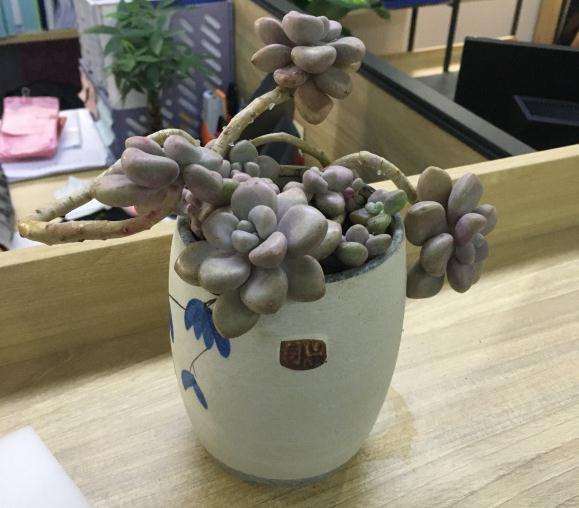 多肉砍头直接插土里