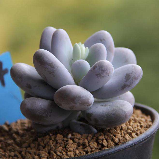 花鸟市场买的多肉 用什么配土 最好 图片