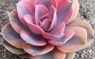 多肉叶子 超级的皱 怎么办 图片