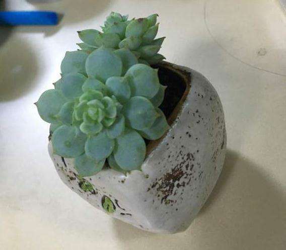 隔着玻璃养的多肉