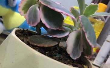 隔着玻璃养的多肉 可以吗 图片