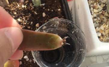 多肉叶插是埋土里 还是放土上面 图片