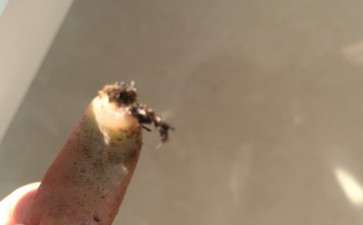 多肉叶子想叶插 但是土还没到 怎么办