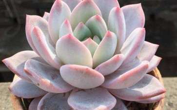 浙江冬季入手多肉 好养吗 怎么办