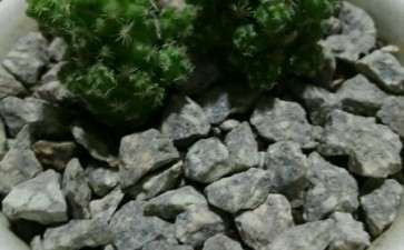 请问 这个是多肉的什么石子 图片