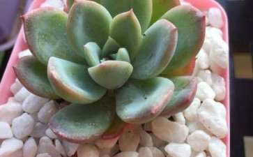 多肉小石头可以直接拌土吗 图片