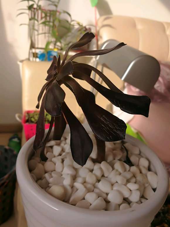 法师多肉1个多月了 老叶子都快掉光了