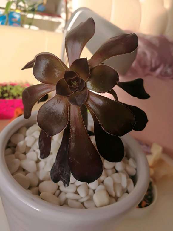 法师多肉1个多月了 老叶子都快掉光了