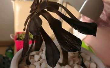 法师多肉1个多月了 老叶子都快掉光了