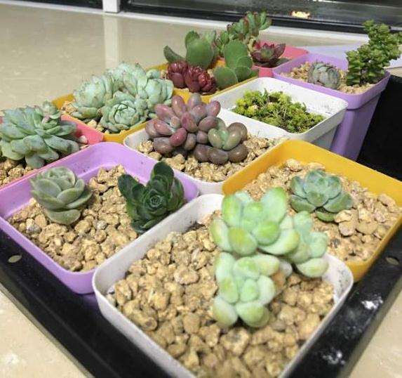 多肉叶插 土特别干 可以浇水吗