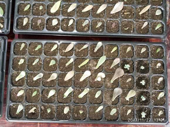 多肉叶插 土特别干 可以浇水吗