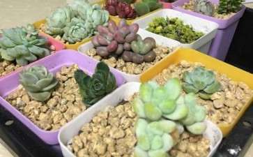 多肉叶插 土特别干 可以浇水吗 图片