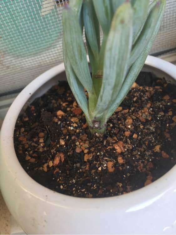 蓝松多肉这是怎么了呀