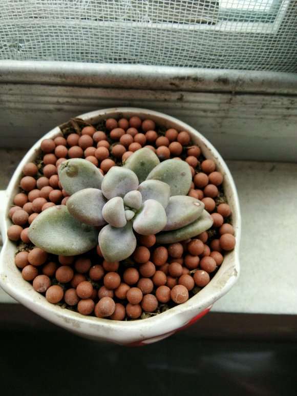 蓝松多肉这是怎么了呀