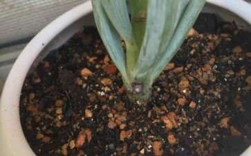 蓝松多肉这是怎么了呀 图片