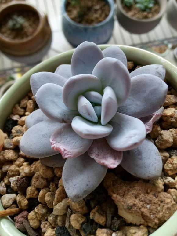 安徽多肉上盆多久才能浇水