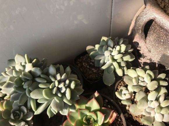 安徽多肉上盆多久才能浇水