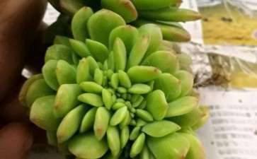 包邮区才翻过盆的多肉怎么养护 图片