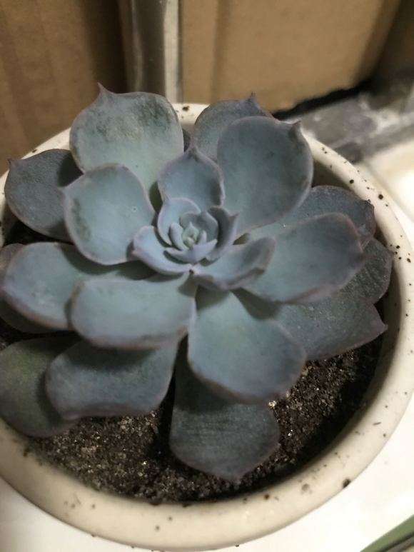 如何判断多肉服盆完毕