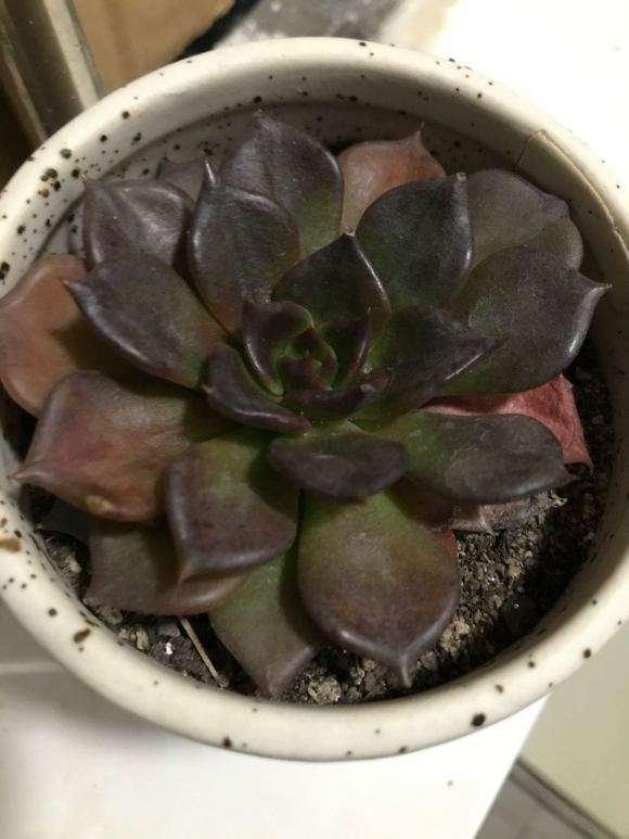 如何判断多肉服盆完毕