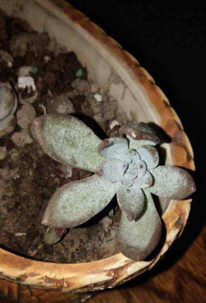 如何判断多肉服盆完毕