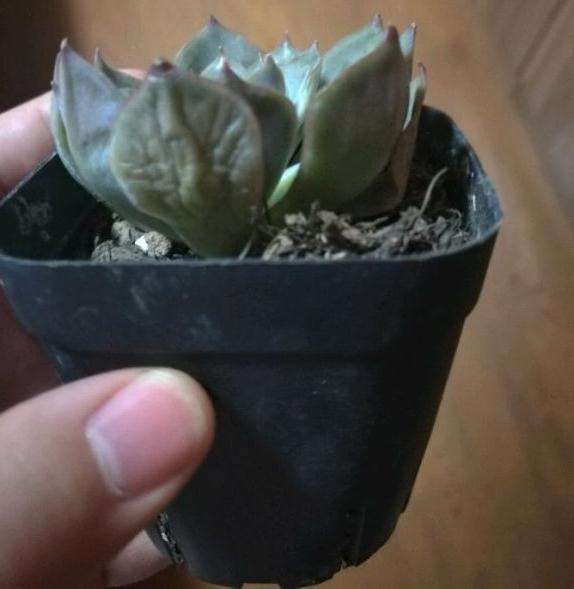 求问 罗西玛多肉多久能服盆 图片