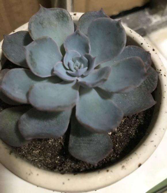 求问 罗西玛多肉多久能服盆 图片