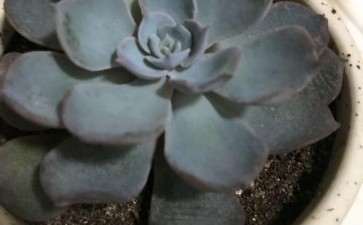 求问 罗西玛多肉多久能服盆 图片