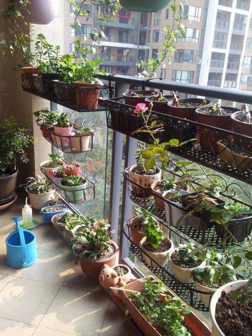 阳台玻璃 多肉可以出状态吗