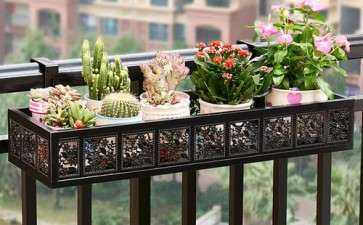 多肉上有块疤 没事吧 怎么办 图片