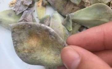 多肉叶子成这样 都掉光 怎么办 图片
