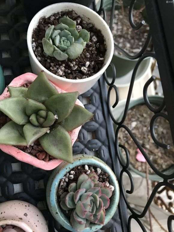 多肉上盆用2:8的颗粒土会影响服盆吗