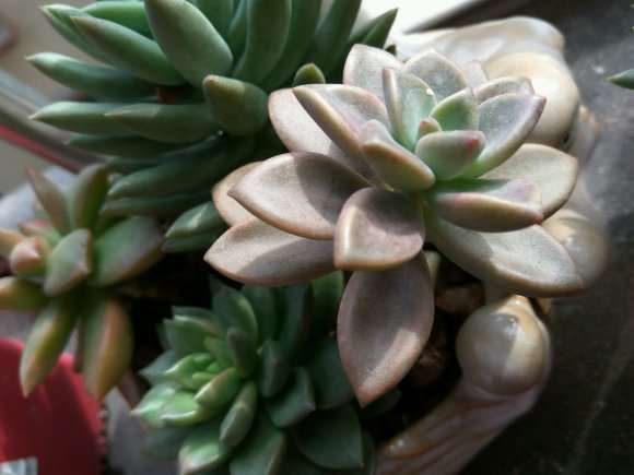 多肉叶插出苗之前要不要晒太阳