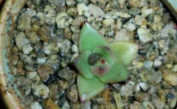 多肉叶子好像有问题 是不是冻了 图片