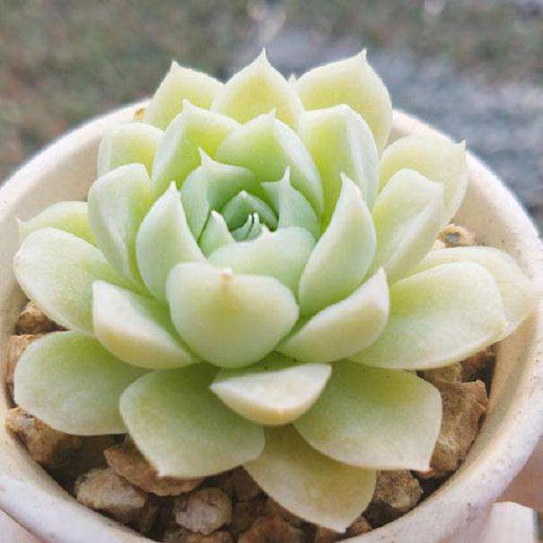 多肉光照和温差这两个因素那个比较重要啊