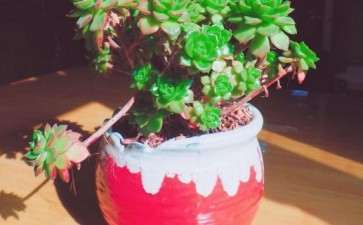 天津 我的冬季多肉 可以吗 图片