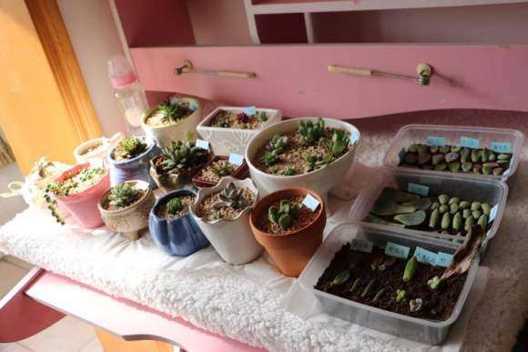 冬天怎么制作多肉大棚的方法