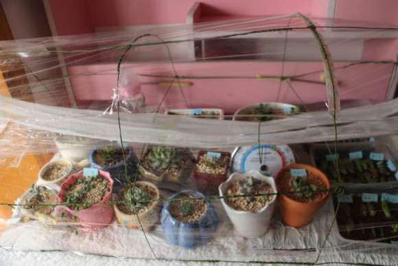 冬天怎么制作多肉大棚的方法