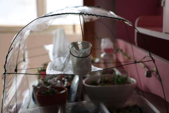 冬天怎么制作多肉大棚的方法