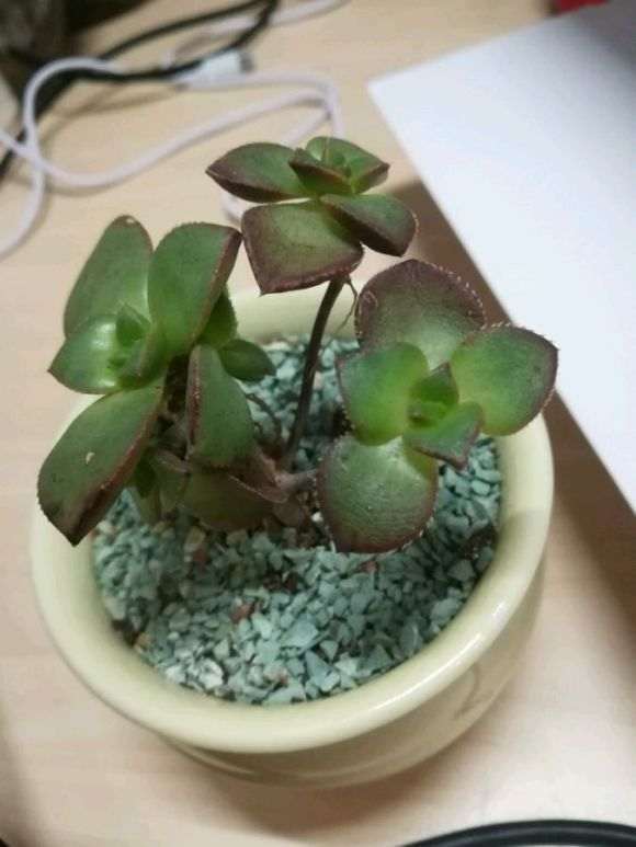 多肉好几片叶子都蔫了