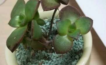 多肉好几片叶子都蔫了 怎么办 图片