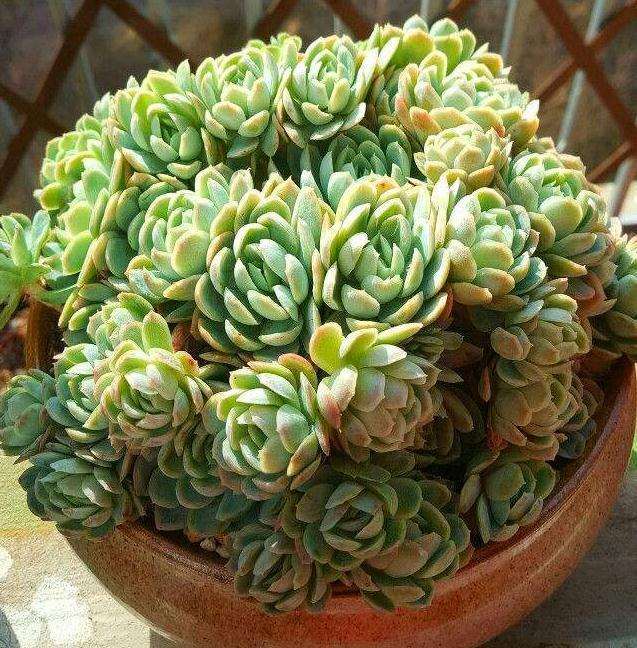 多肉服盆了 突然不吸水了 怎么办