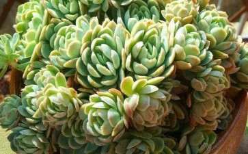 多肉服盆了 突然不吸水了 怎么办