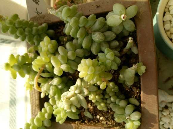 多肉刚潮土上盆