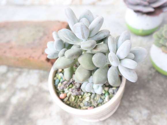 怎么让白美人多肉长胖