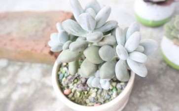 怎么让白美人多肉长胖 有方法吗 图片