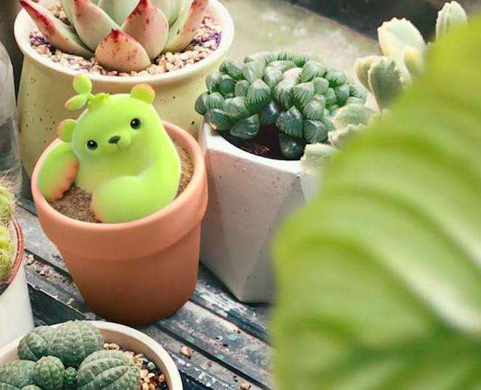 双11买的熊童子多肉全部黑腐了