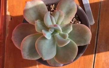 我想问这样的多肉还有救吗 图片