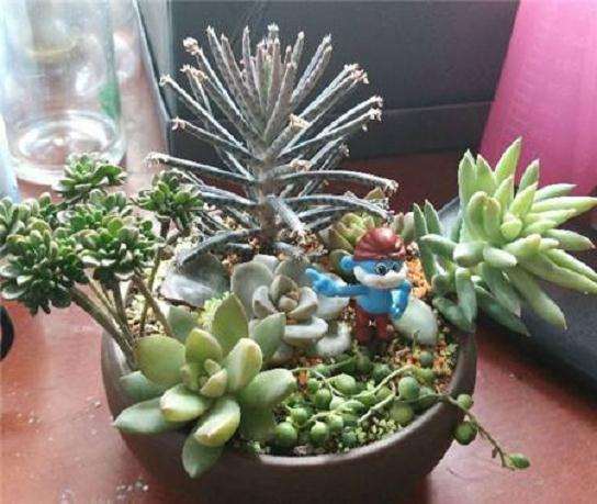 多肉杆子干瘪掉了 怎么办 图片