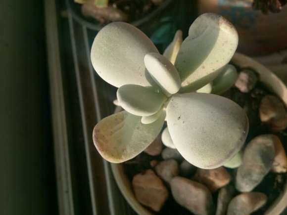 生石花多肉要用多深的盆子